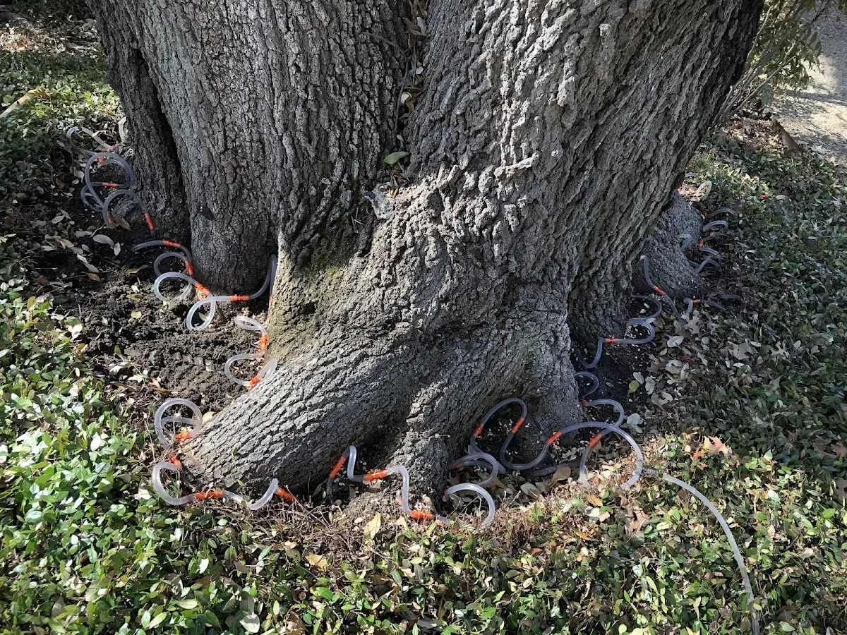 Detailed Tree Cabling and Bracing job site in Ellensburg
