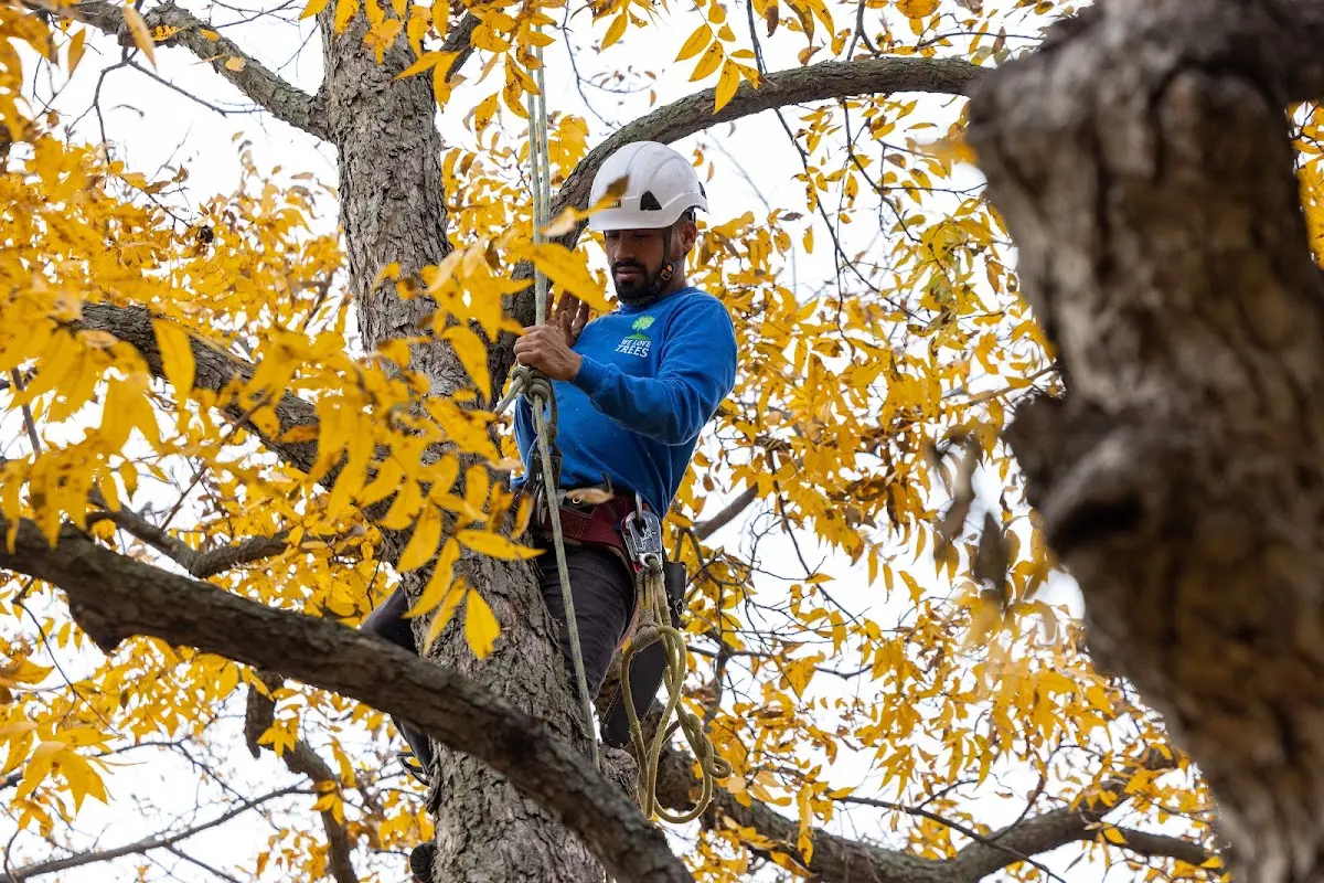 Skilled Tree Pruning crew working in Ellensburg