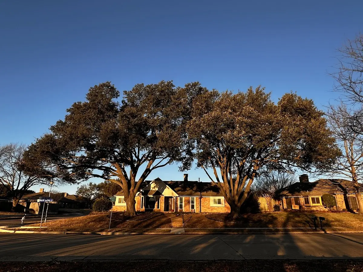 Established residential canopy tree shading a home in Ellensburg